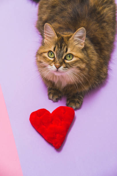 Cute and beautiful cat model with fluffy red pillow in the shape of heart. Happy Valentine's Day. stock photo