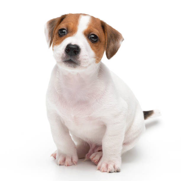 istock Jack Russell Terrier puppy isolated on white background. Dog jack terrier sitting front view studio shot. 1354823677