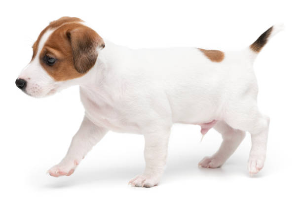 istock Puppy Jack russell terrier standing isolated on white background. 1354823678