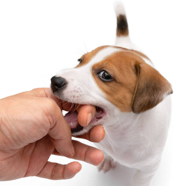 istock Jack Russell Terrier puppy playful and chewing hand isolated on white background. 1354823680