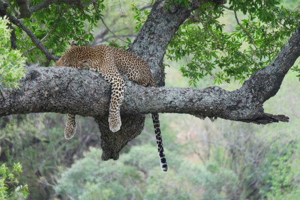 istock An african leopard - Panthera pardus pardus - sleeping peacefully on a tree branch.  Location: Kruger National Park. South Africa. 1354825297