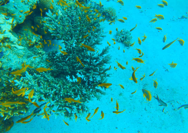 Beautiful tropical coral reef with Cabbage coral also known as leafy cup coral Turbinaria reniformis and red coral fish Anthias tropical coral reef with Cabbage coral also known as leafy cup coral Turbinaria reniformis and red coral fish Anthias cabbage coral photos stock pictures, royalty-free photos & images