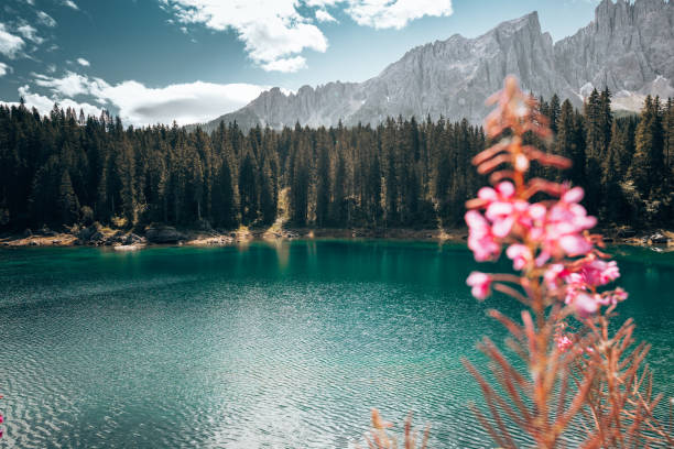 flowers at carezza lake