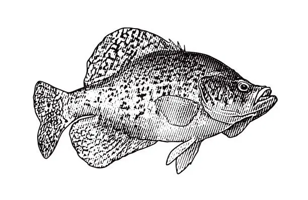 Vector illustration of Crappie fish