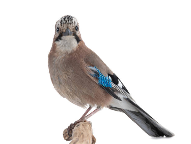 istock bird jay sits on a tree branch on a white background 1354829093