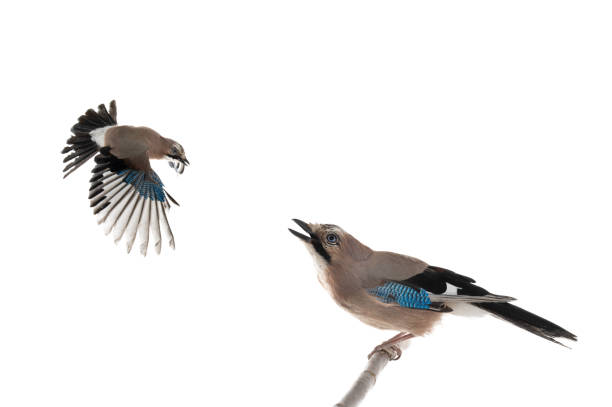 istock bird jay sits on a tree branch on a white background 1354829169