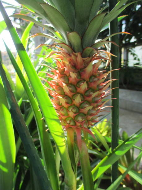 istock Still small fruit pineapples grown in the greenhouse 1354829255