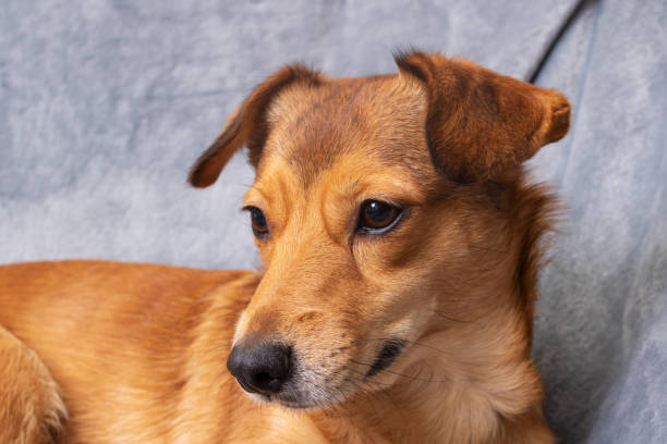 istock Redhead dog on gray background portrait closeup 1354829271