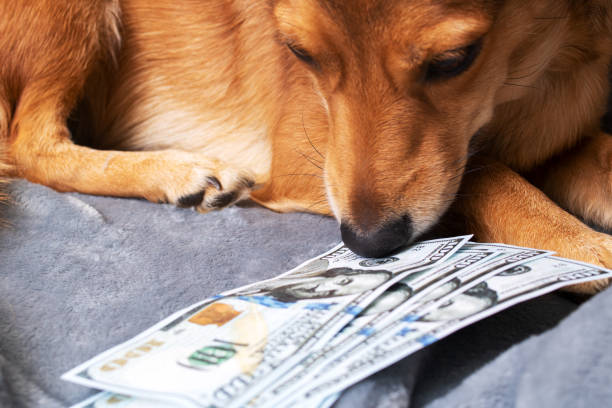 istock Ginger dog sniffing a bunch of dollars 1354829389