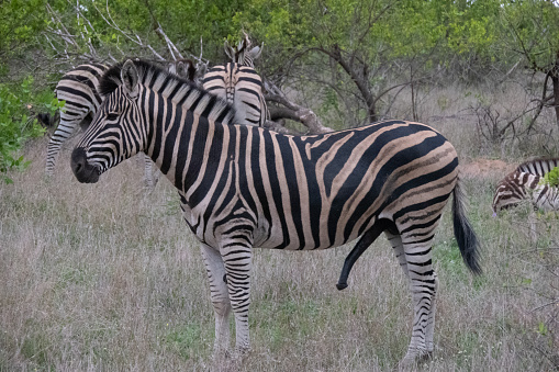 Zebras of Ngorongoro crater. Tanzania, Africa.