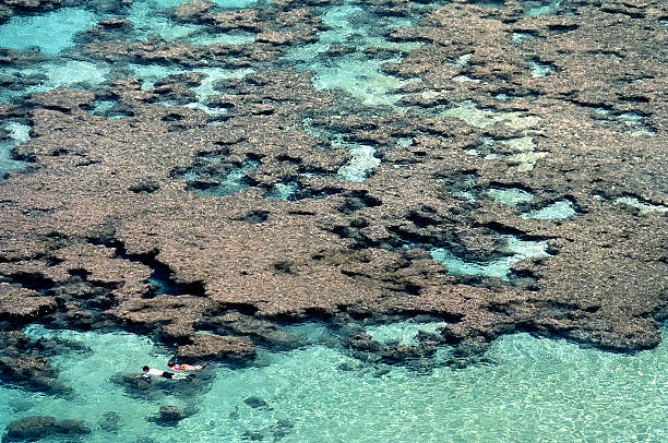 usa, hawai, o'ahu, bahía de hanauma, coral reef. - hanauma bay fotografías e imágenes de stock