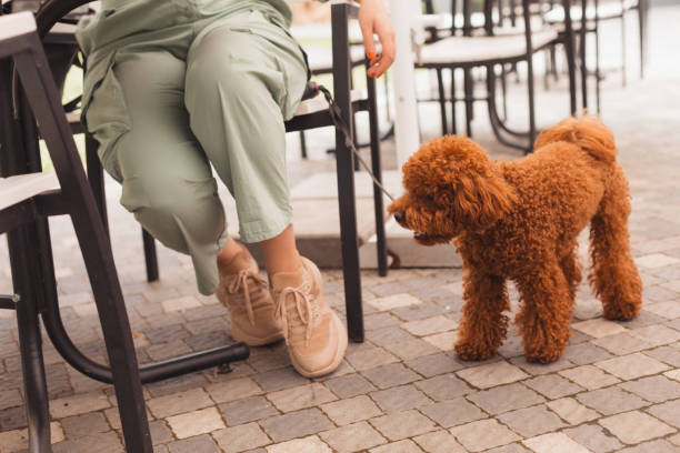 istock Low Section Of Person With Dog Standing On Footpath 1354831956