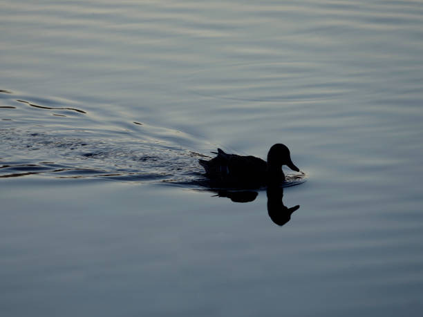 istock Silhouette and reflection of mallard duck floating on the water 1354832394