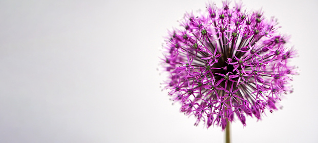 christoph onion inflorescences on a gray background with place for text. Banner