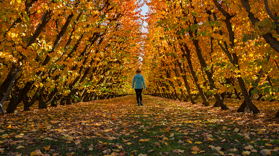 Woman walking among golden autumn orchards in Otago, South Island