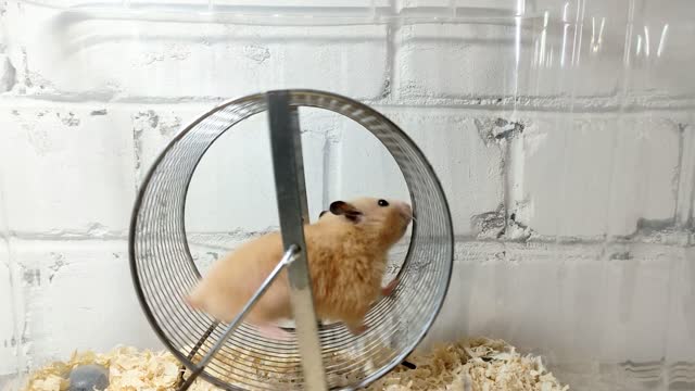 Syrian hamster running in a wheel, video