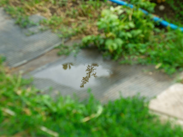 reflection of trees in a puddle in the garden, in summer