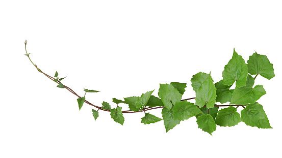 Green leaves tropical invasive vine plant (Mikania micrantha) known as bitter vine or mile-a-minute vine weed plant, jungle border isolated on white with clipping path.