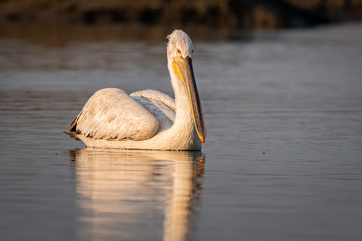 dalmatian pelican or pelecanus crispus world largest freshwater bird portrait with reflection in water during winter migration at keoladeo national park bharatpur bird sanctuary rajasthan india