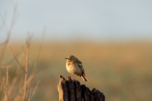 ジムコーベット国立公園または森林保護区ウッタラカンドインディアのディカラゾーンに位置する美しい場所にパディフィールドピットまたはオリエンタルピ