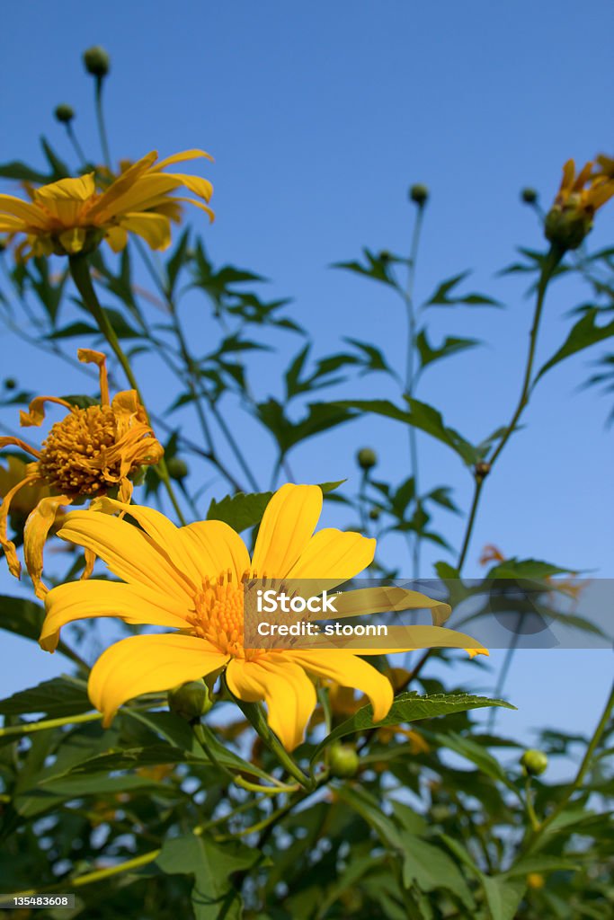 Tung Bua Tong - Foto de stock de Amarelo royalty-free