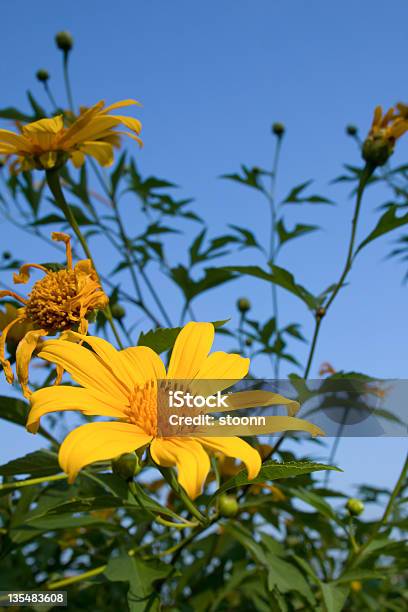 Foto de Tung Bua Tong e mais fotos de stock de Amarelo - Amarelo, Azul, Beleza natural - Natureza