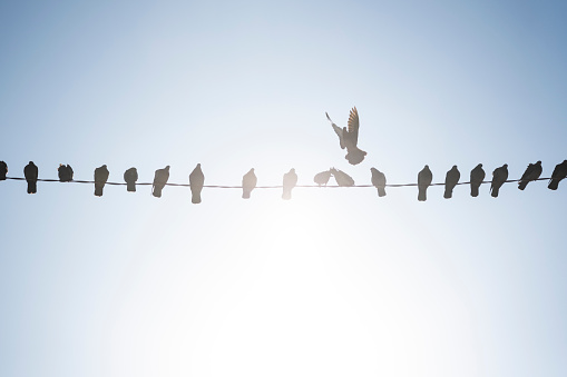 A flock of pigeons standing side by side on an electric wire