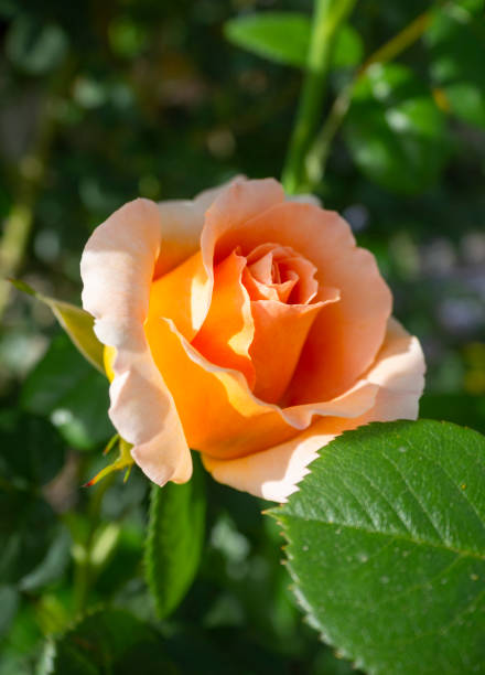 istock Beautiful fragrant rose flower on a sunny warm day 1354836829