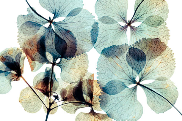 hortensia à fleurs sèches pressées et séchées isolé sur fond blanc - translucent photos et images de collection