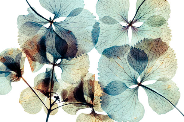 istock Pressed and dried dry flower hydrangea Isolated on white background 1354836935