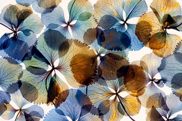 istock Pressed and dried dry flower hydrangea Isolated on white background 1354836944