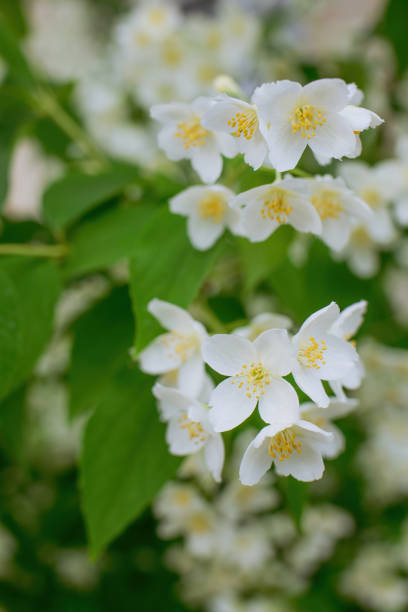 istock Twig with white jasmine flower in spring 1354839259