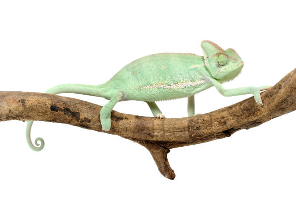 istock Young male veiled chameleon (Chamaeleo calyptratus) on a white background 1354839364