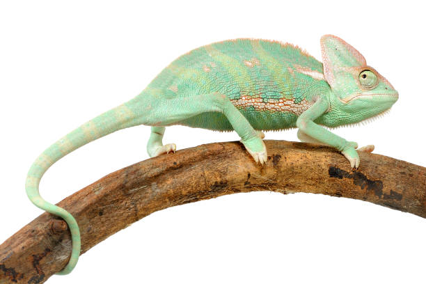 istock Young male veiled chameleon (Chamaeleo calyptratus) on a white background 1354839369
