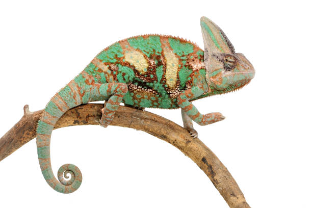 istock Adult male veiled chameleon (Chamaeleo calyptratus) on a white background 1354839381