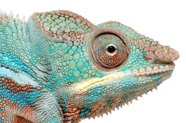 istock Male panther chameleon (Furcifer pardalis) on a white background 1354839437