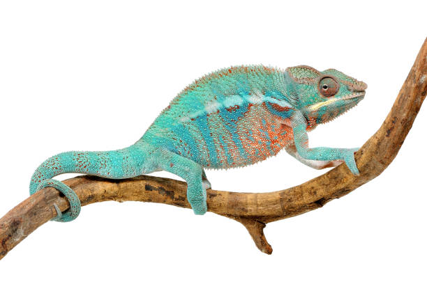 istock Male panther chameleon (Furcifer pardalis) on a white background 1354839449