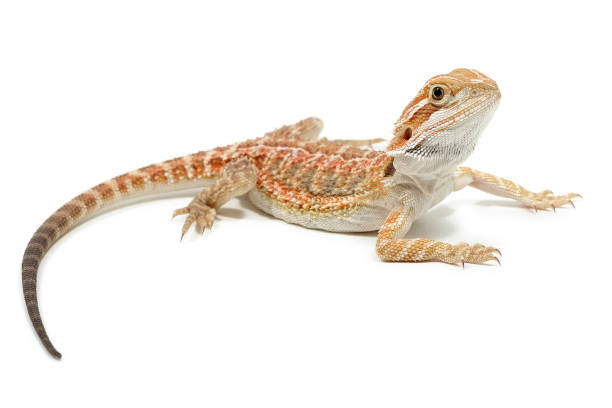 istock Juvenile central bearded dragon (Pogona vitticeps) on a white background 1354839524