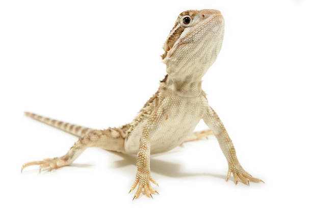 istock Pygmy bearded dragon (Pogona henrylawsoni) on a white background 1354839554
