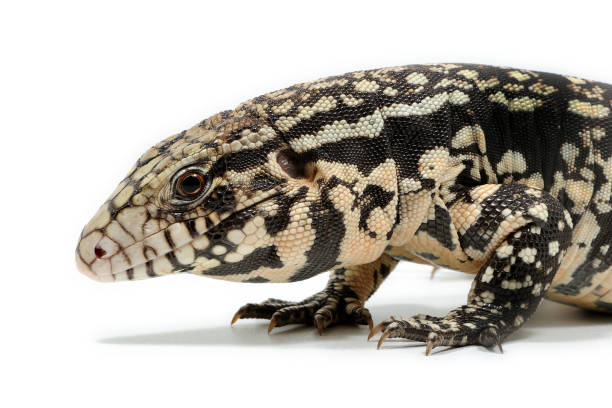 istock Argentine black and white tegu (Salvator merianae) on a white background 1354839573
