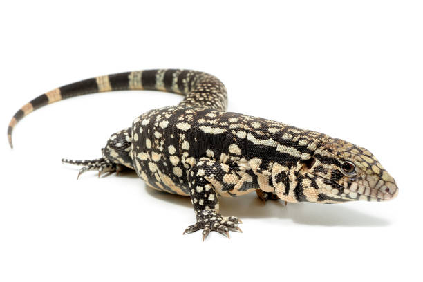 istock Argentine black and white tegu (Salvator merianae) on a white background 1354839645