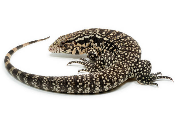 istock Argentine black and white tegu (Salvator merianae) on a white background 1354839646