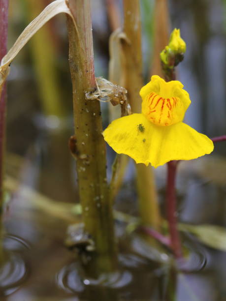 The bladderwort (Utricularia australis) blooming carnivorous plants on natural habitat Utricularia australis is a medium-sized, perennial species of aquatic bladderwort. utricularia stock pictures, royalty-free photos & images