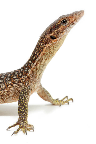 istock Timor monitor (Varanus timorensis) on a white background 1354839713