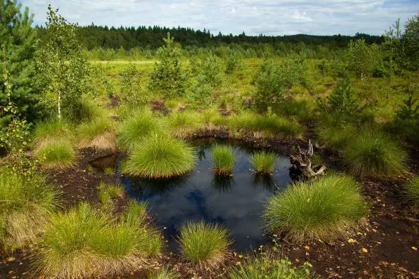peat bog Borkovická blata in the National park Šumava, Czechia