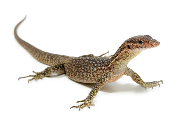 istock Timor monitor (Varanus timorensis) on a white background 1354840347