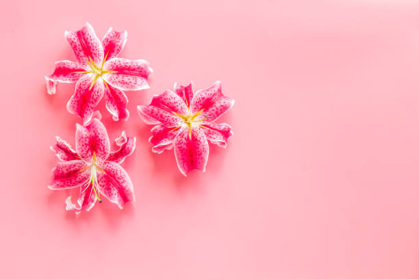 istock Top view of pink lilies flowers, floral pattern background 1354844148