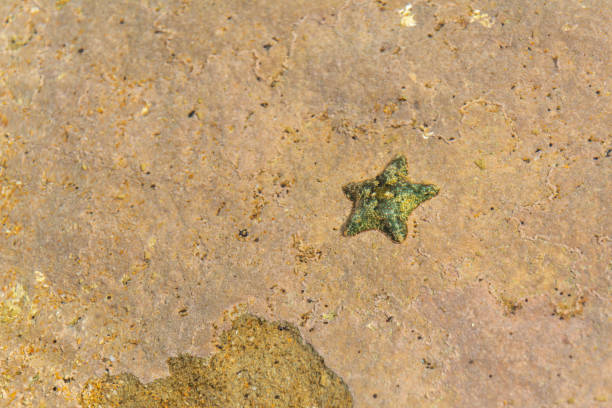 istock small green starfish lies on the beach's rock 1354845490