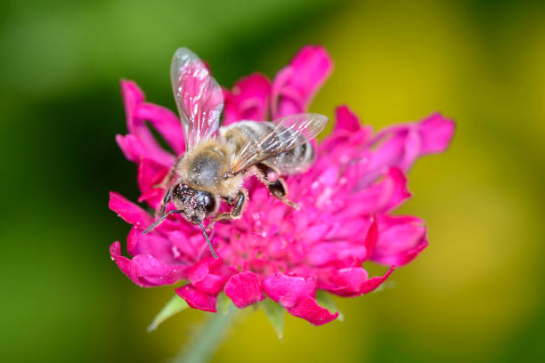 istock Bee - Apis mellifera - pollinates Knautia arvensis - field scabious 1354845516