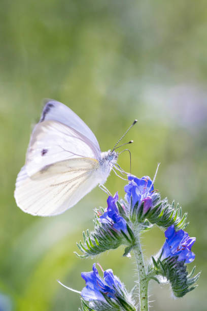 istock Large White Butterfly - Pieris brassicae - on viper's bugloss - Echium vulgare 1354845517